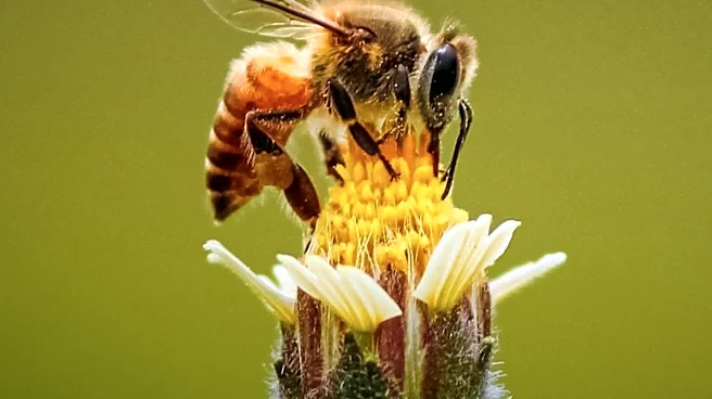 Bachman’s Buzz and Bloom Collection Promotes Pollinator-Friendly Gardening