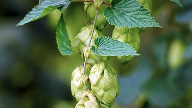 Brewers Association Moves Great American Beer Festival Outdoors, Aiming for New Growth