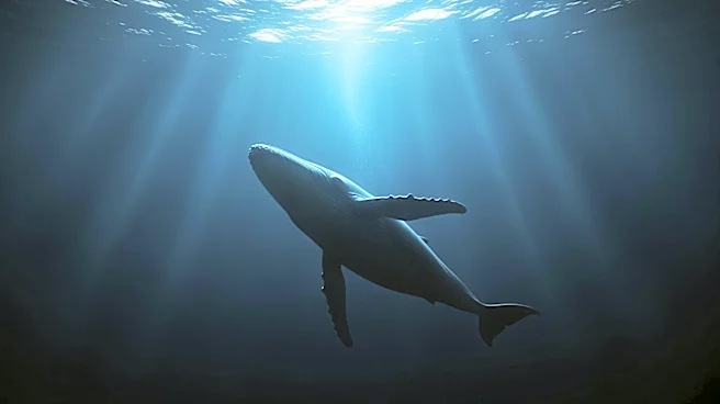 20th Century Studios Releases Teaser for 'Whalefall', a Survival Thriller