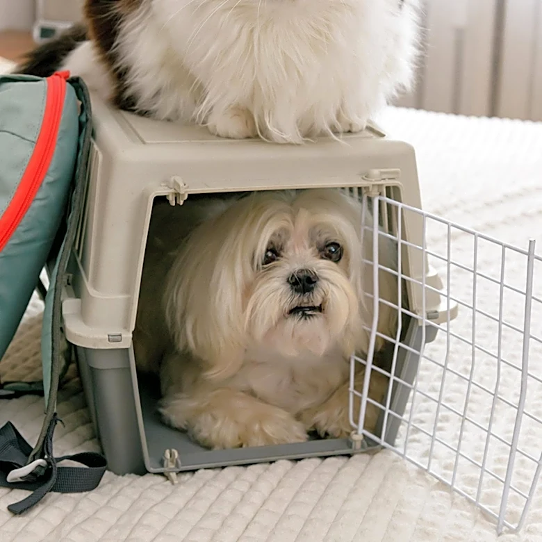 Veg ER for Pets Expands to Willow Grove, Enhancing Pet Emergency Care