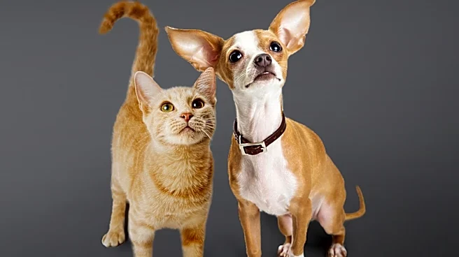 Michigan Humane Highlights Marta the Cat and Jake the Dog for Adoption