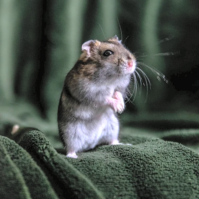 Kylie Kelce Faces Mouse Infestation and Hantavirus Concerns at Pennsylvania Estate