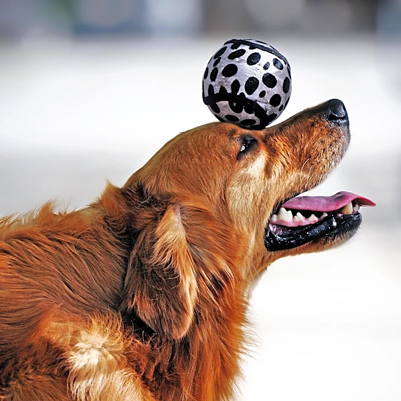 Senior Golden Retriever Rescued at 11 Learns New Tricks in Heartwarming Story