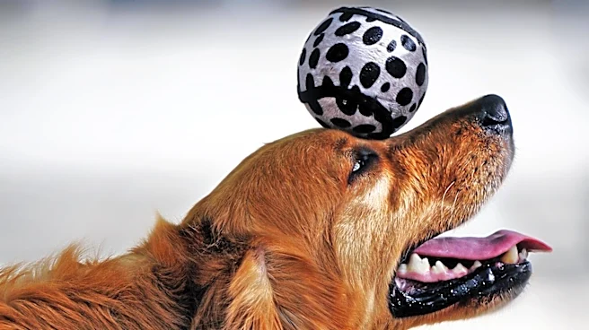 Senior Golden Retriever Rescued at 11 Learns New Tricks in Heartwarming Story