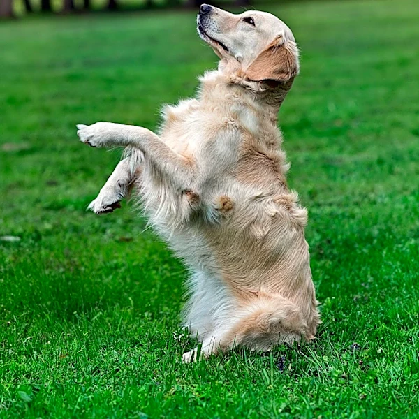 Senior Golden Retriever Rescued at 11 Learns New Tricks, Embraces New Life