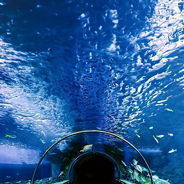 Exploring Monterey: A Nature and Aquarium Adventure