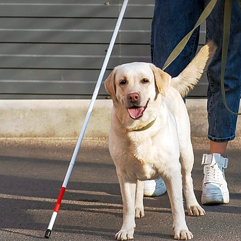 Dear Abby Addresses Partner's Cancer and Service Dog Etiquette