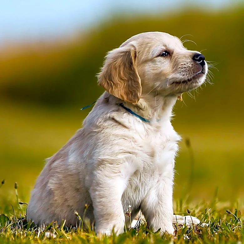AI-Powered Analysis Revolutionizes Puppy Potty Training with Key Potty Indicators