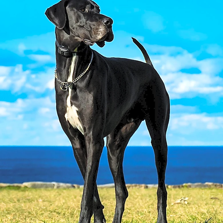 North Shore Kennel Club Hosts Major Dog Show with Diverse Breeds Competing