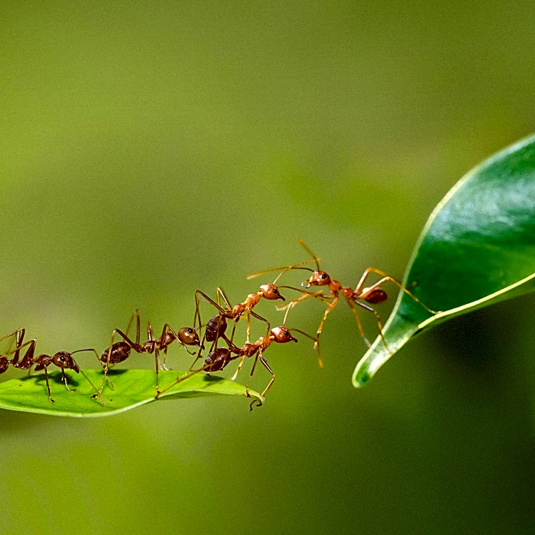 Review of 'Togetherness' Explores Cooperation in Nature and Its Evolutionary Significance