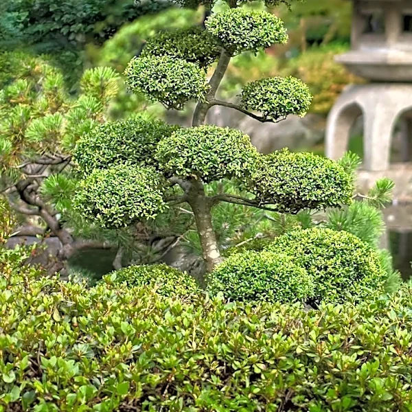 Japanese Longevity Practices Offer Insights for Healthier Living