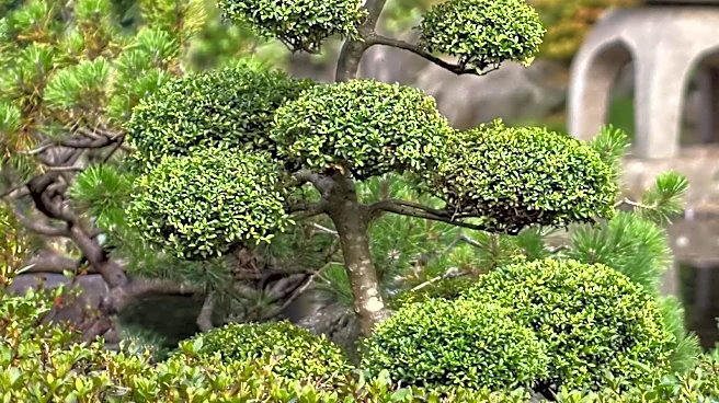 Japanese Longevity Practices Offer Insights for Healthier Living