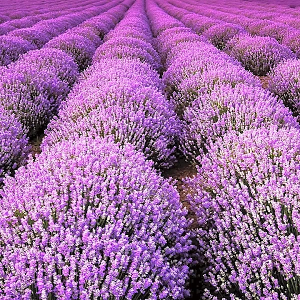 Lavender Festival in Willcox Boosts Agritourism with Expanding Attractions
