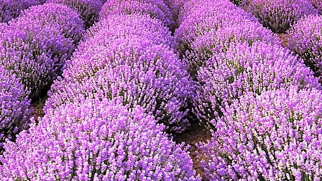 Lavender Festival in Willcox Boosts Agritourism with Expanding Attractions