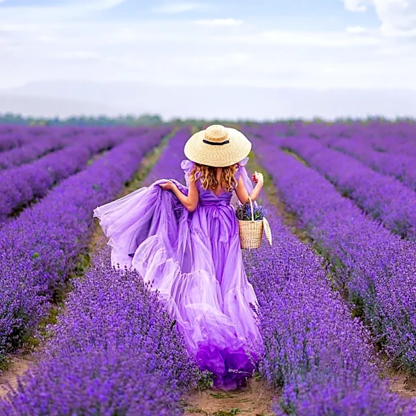 Lavender Festival in Willcox Attracts Hundreds, Boosts Agritourism