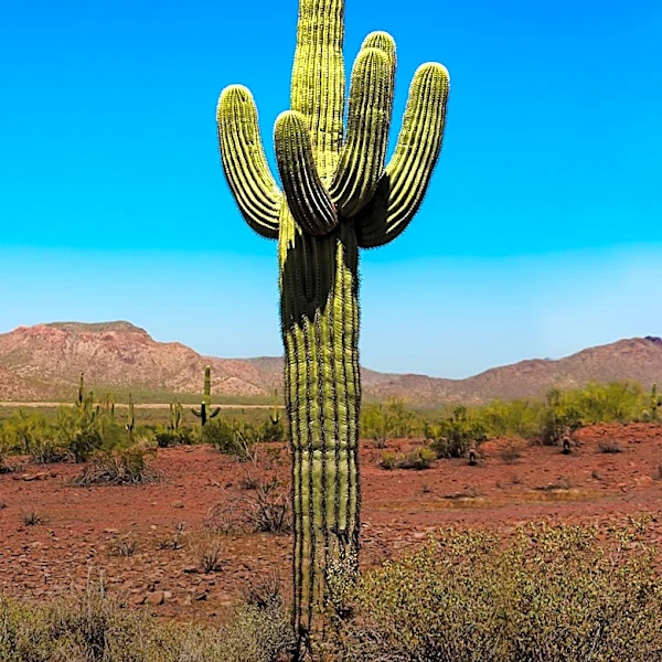 Summer Solstice 2026 to Mark Longest Day in Arizona with Over 14 Hours of Daylight