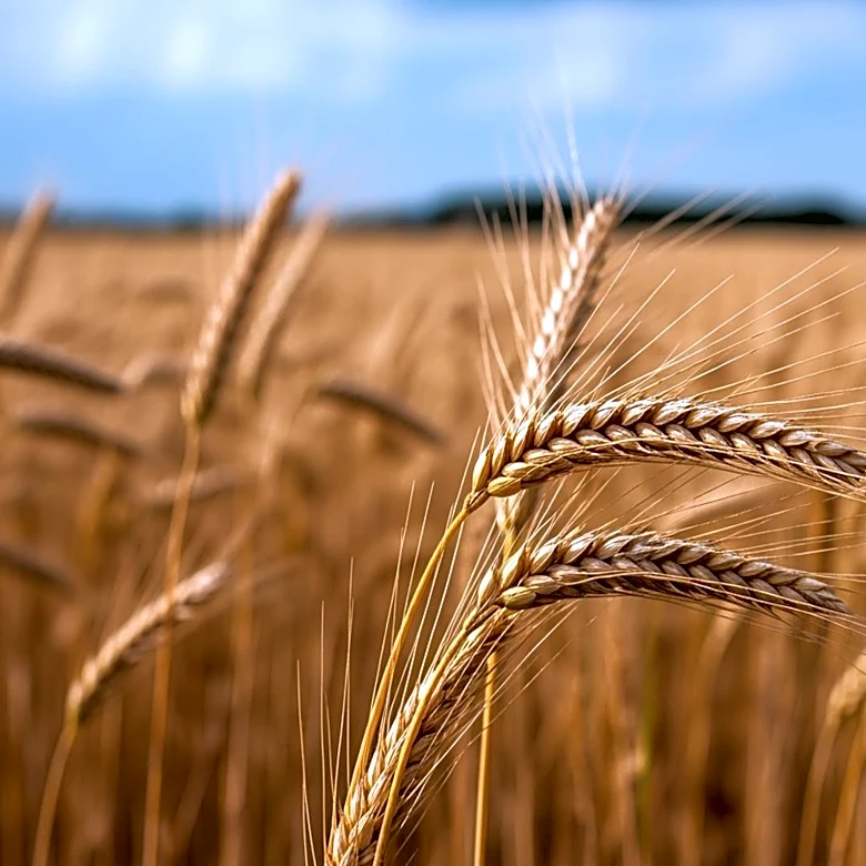 U.S. Agriculture Leaders Advocate for USMCA Extension Amid Trade Uncertainty