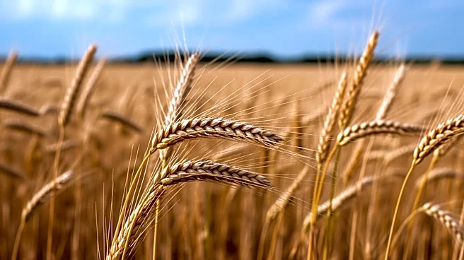 U.S. Agriculture Leaders Advocate for USMCA Extension Amid Trade Uncertainty