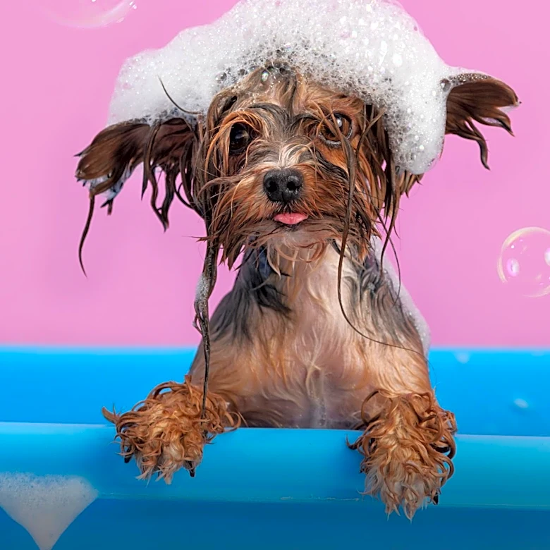 Dog Grooming Mishap: Owner's Request for Dyed Faux Hawk Goes Awry