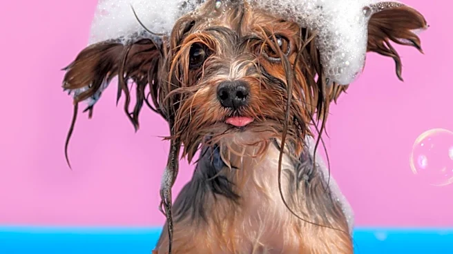 Dog Grooming Mishap: Owner's Request for Dyed Faux Hawk Goes Awry