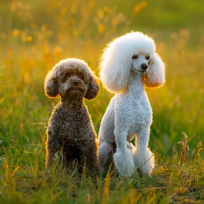 Dog Park Reunion Reveals Maltipoo Siblings Separated at Birth
