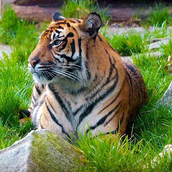 Rediscovery of Julia Kerr's Music Revives Legacy of 'The Tiger Who Came to Tea' Author's Mother