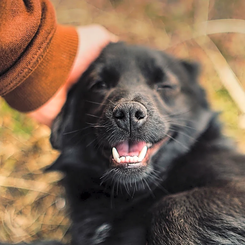 Rescue Dog's Fear of Abandonment Highlights Emotional Recovery Journey