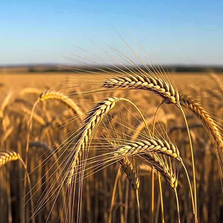 Congressional Support for USMCA Highlights Importance of Stable Trade for U.S. Agriculture