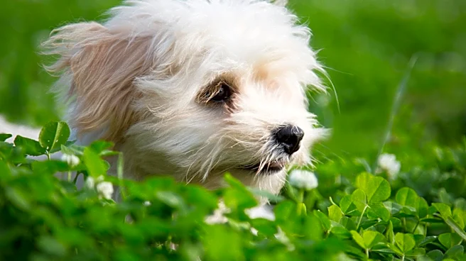 Maltipoo Reunion at Dog Park Reveals Hidden Family Connection