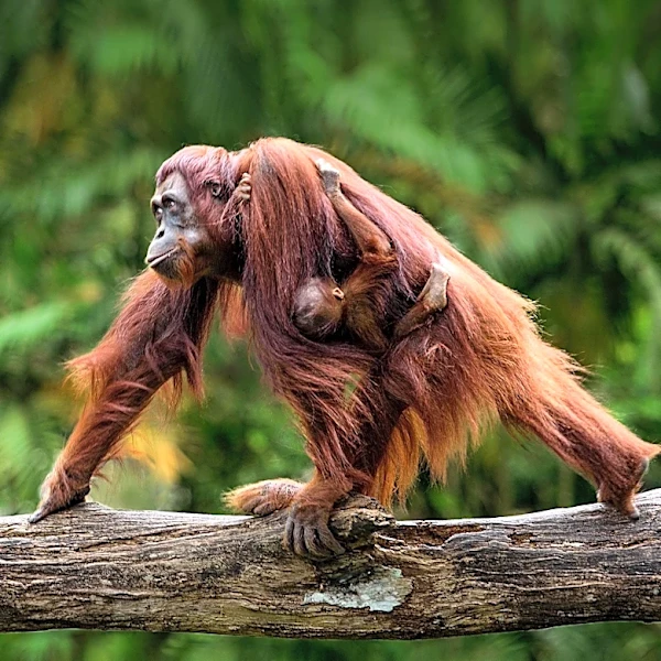 Denver Zoo Seeks Public Help to Name New Baby Orangutan