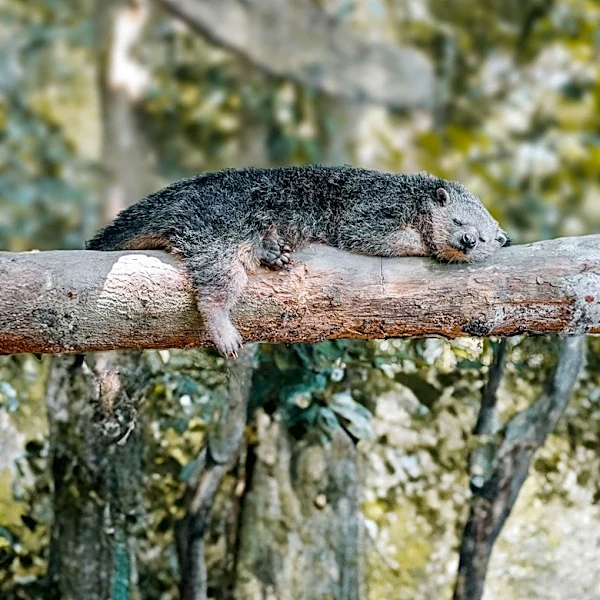 San Diego Zoo Celebrates Birth of Rare Binturong Cubs Amid Conservation Efforts