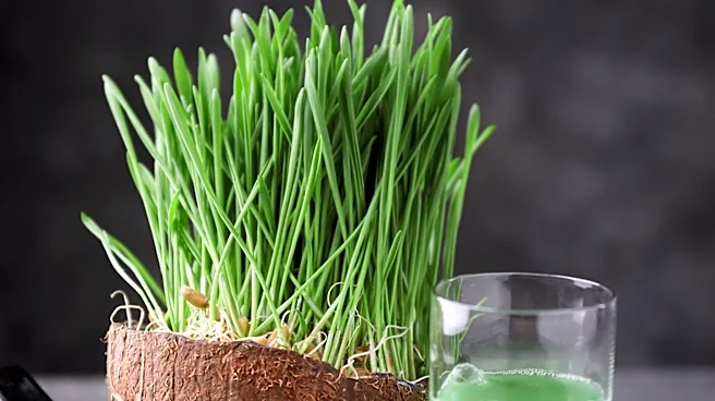 Chlorophyll Supplements: Uncertain Benefits for Human Health
