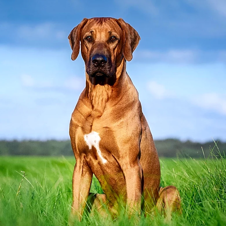 71-Pound Dog Dorotha Seeks New Home After Owner's Death