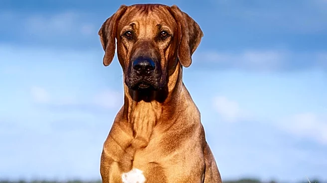 71-Pound Dog Dorotha Seeks New Home After Owner's Death