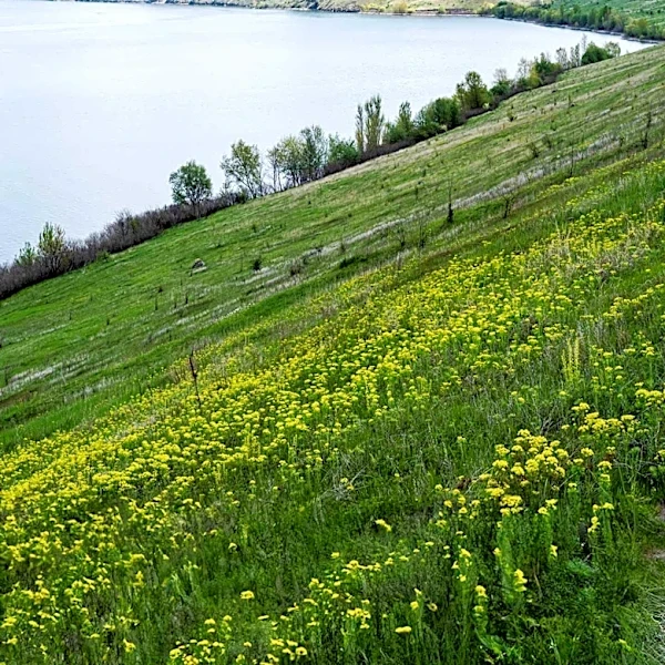 Arcadia Dunes Hosts Annual Dune Wildflower Hike with Spectacular Lake Michigan Views