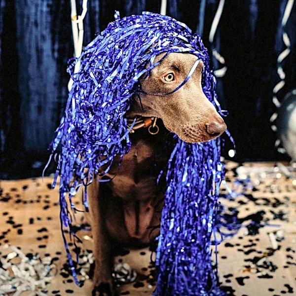 Dog Steals the Show in Heartwarming Gender Reveal for Expecting Parents