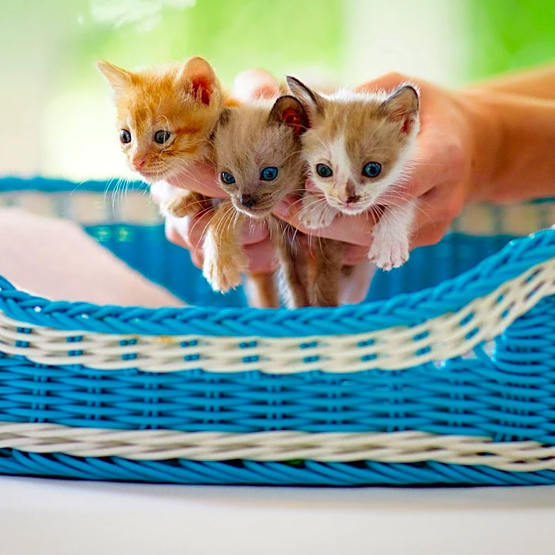 Sisters Stage Kitten Rescue to Convince Parents to Adopt Pet