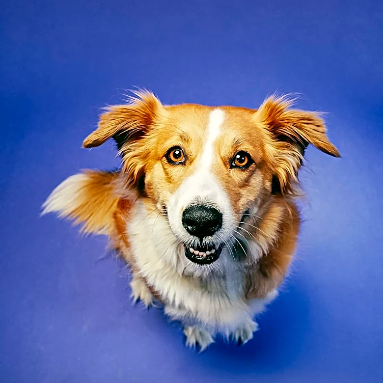 Michigan Humane Society Promotes Pet Adoption with Uncle Buck and Hokey Pokey
