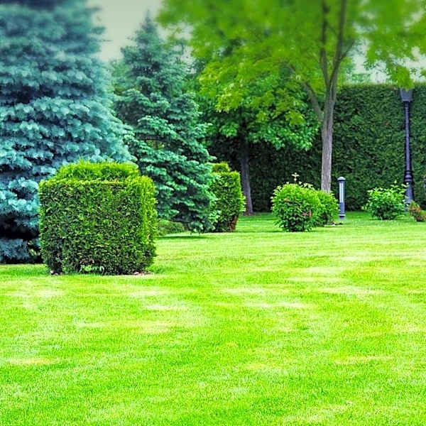 Consumer Reports Offers Tips for Budget-Friendly Lawn Care