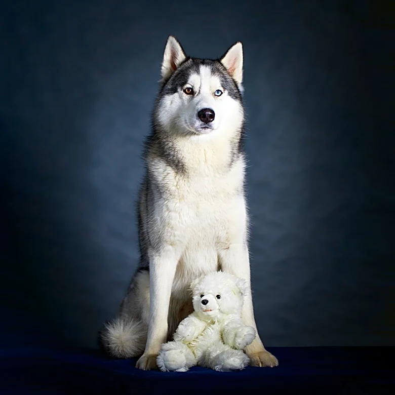 Yellowstone Valley Kennel Club Hosts Dog Show with Notable Winners
