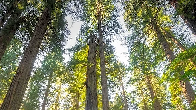 Humboldt County's Redwood Parks Offer Unique Travel Experience with Tallest Trees and Local Delicacies