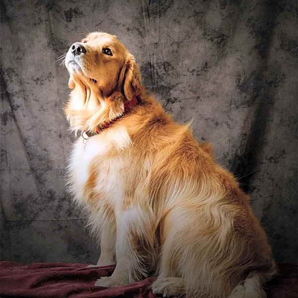 Licking River Kennel Club Hosts Major Dog Show in Ohio