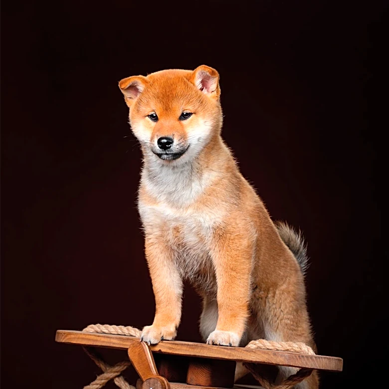 Yellowstone Valley Kennel Club Hosts Dog Show in Billings, MT with 297 Entries