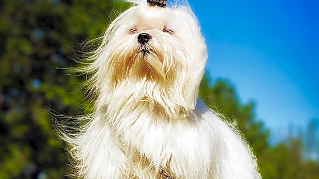 Shawangunk Kennel Club Hosts Successful Dog Show in New Paltz, NY