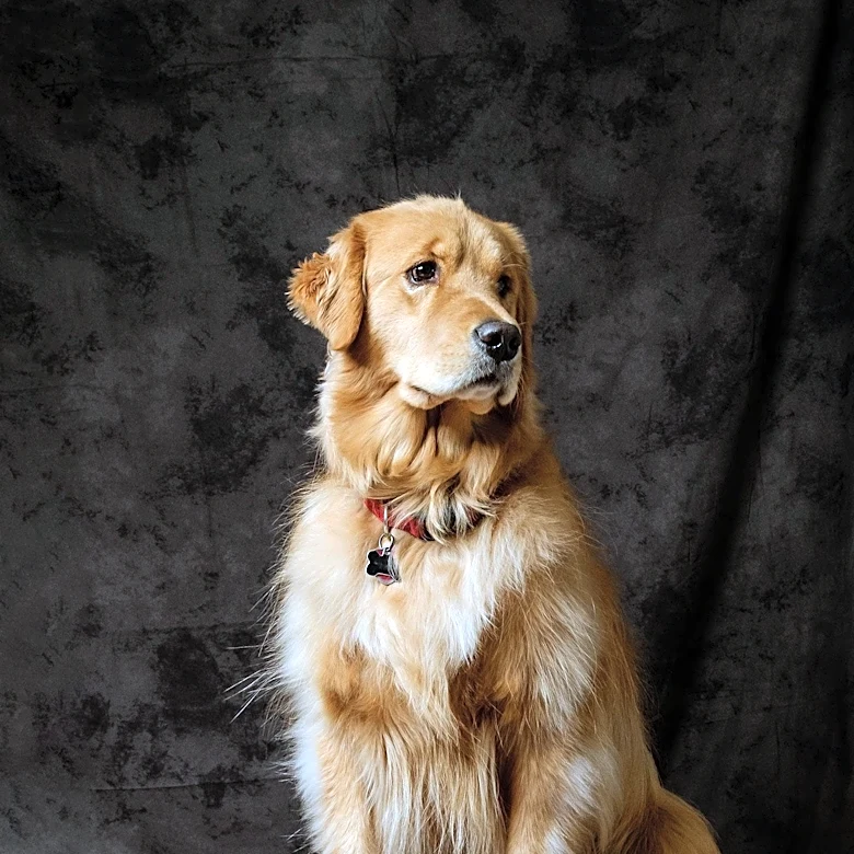 Yellowstone Valley Kennel Club Hosts Major Dog Show in Billings, MT