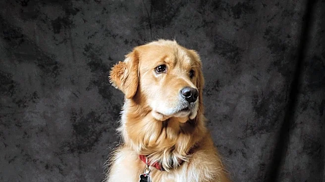 Yellowstone Valley Kennel Club Hosts Major Dog Show in Billings, MT