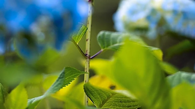 Panicled Hydrangeas Thrive in Chicago's Varied Soil Conditions