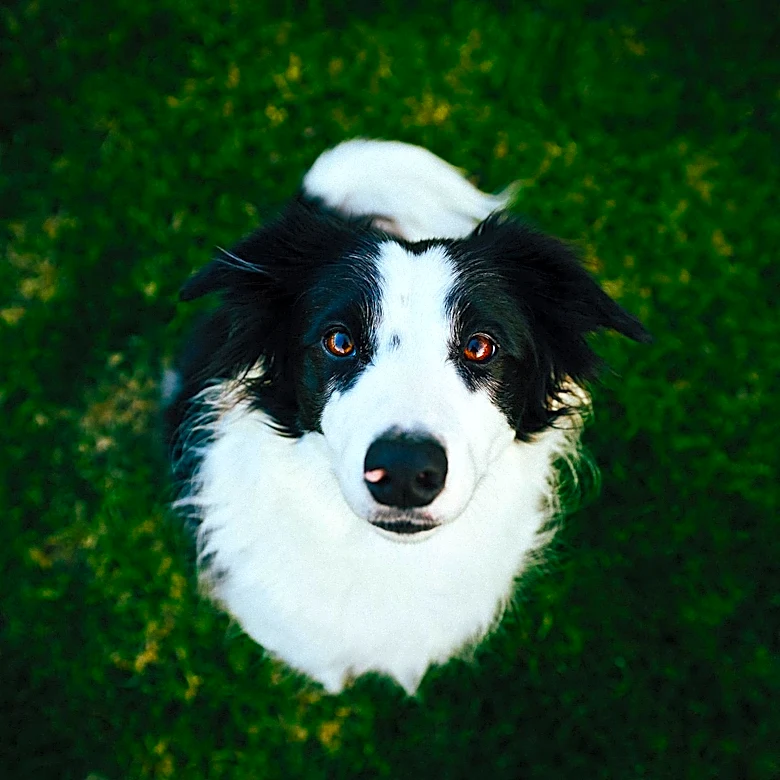 Buckhorn Valley Kennel Club Hosts Dog Show in Cheyenne