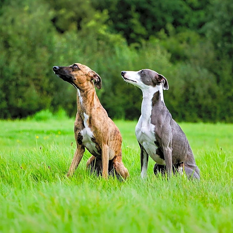 Lake Shore Kennel Club Event Highlights Whippet as Best in Show Winner