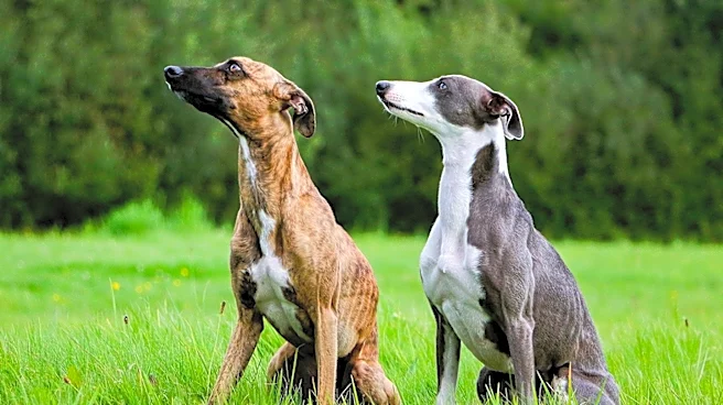 Lake Shore Kennel Club Event Highlights Whippet as Best in Show Winner